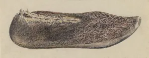 Hofmann Melita Prints: Shoe, 1935/1942. Creator: Melita Hofmann
