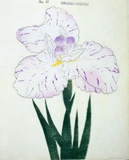 Mauve Prints: Shokko-Nishiki, No. 48