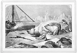 Exploring Prints: Shooting polar bears, 1880. Creator: Unknown