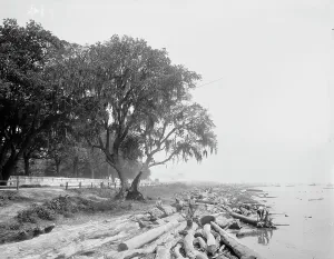 Shore at Frascati, Mobile, Ala. The, (ca 1900?). Creator: Unknown