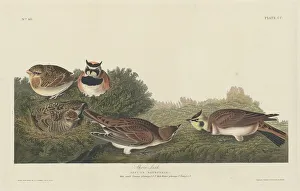Lark Prints: Shore Lark, 1834. Creator: Robert Havell