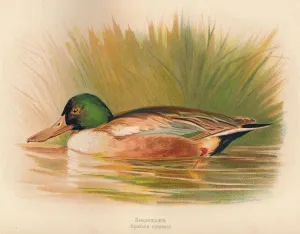 Charles Dixon Prints: Shoveler (Spatula clypeata), 1900, (1900). Artist: Charles Whymper