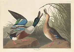 Mating Prints: Shoveller Duck, 1836. Creator: Robert Havell