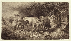 Calf Prints: Showery Weather, c1860-1900. Creator: Peter Moran