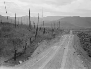 Cutover Prints: Shows character of cut-over area, Bonner County, Idaho, 1939. Creator: Dorothea Lange