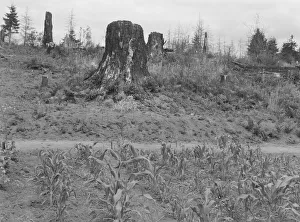 Shows charater of the land in the hills surrounding Elma, Grays Harbor, Western Wasington, 1939 Shows charater of the land in the hills surrounding Elma, Grays Harbor, Western Wasington, 1939