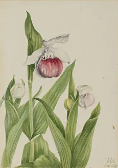 Watercolor On Paper Prints: Showy Ladys Slipper (Cypripedium reginae), 1924. Creator: Mary Vaux Walcott