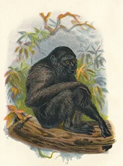 R Bowdler Sharpe Gallery: The Siamang Gibbon, 1897. Artist: Henry Ogg Forbes