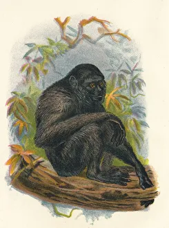 Lloyds Natural History Gallery: The Siamang Gibbon, 1897. Artist: Henry Ogg Forbes