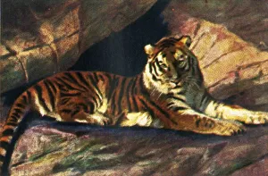 Siberian tiger, c1928. Creator: Unknown Siberian tiger, c1928. Creator: Unknown