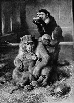 Landseer Gallery: The Sick Monkey, 1875, (1912). Artist: Edwin Henry Landseer