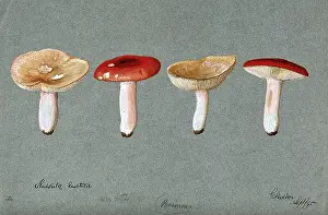 Mycology Prints: The sickener fungus (Russula emetica): four fruiting bodies, 1895. Creator: Unknown