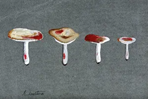 Mycology Prints: The sickener fungus (Russula emetica): four fruiting bodies. Creator: Unknown