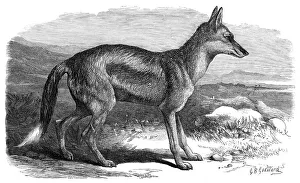 George Bouverie Goddard Prints: The Side-Striped Jackal in the Zoological Society's Gardens, 1870. Creator: Unknown