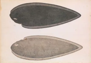 Two Sides of a Bengal River Fish, ca. 1804. Creator: Unknown Two Sides of a Bengal River Fish, ca. 1804. Creator: Unknown