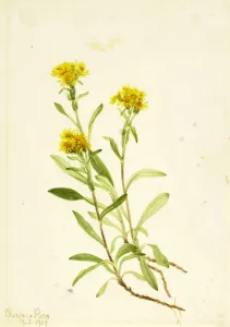 Aster Prints: Sidesaddle Goldenrod, 1917. Creator: Mary Vaux Walcott