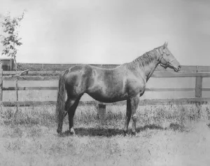 Paddock Prints: Signorina, 1911