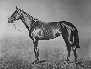 Epsom Oaks Prints: Signorinetta, 1905-1928, (1911)