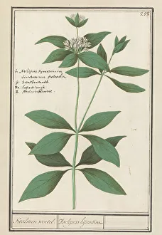 Deck Paint Prints: Silk plant (Asclepias syriaca), 1596-1610. Creators: Anselmus de Boodt, Elias Verhulst