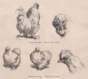 Silkie Cockerel and Silkie Hen, from Le Magasin Pittoresque, September 1861