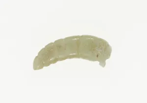 Silkworm Prints: Silkworm Pupa Pendant, Shang or Western Zhou period, 13th / 10th century B. C