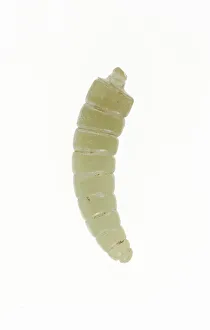 Silkworm Pupa, Shang or Western Zhou period, 13th / 10th century B. C. Creator: Unknown
