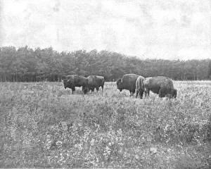 Silver Heights, Winnipeg, Canada, c1900. Creator: Unknown Silver Heights, Winnipeg, Canada, c1900. Creator: Unknown
