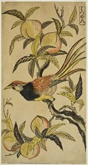 Plumage Gallery: Silver Pheasant (Hakkan), c. 1730. Creator: Nishimura Shigenaga