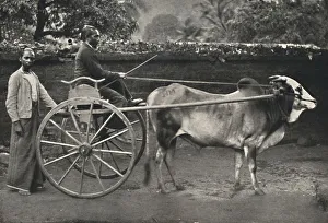 Singhalesisches Zebufuhrwerk, 1926