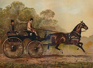 Baynes Gallery: Single Harness Phaeton Horse Columbine. Property of Charles Baynes Esq