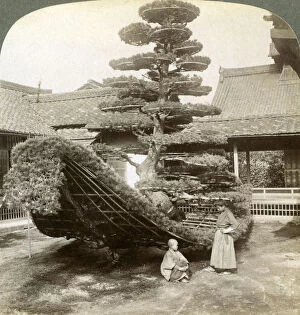 Images Dated 17th July 2008: A single pine trained into the shape of a boat, Kinkaku-ji Monastery, Kyoto, Japan, 1904