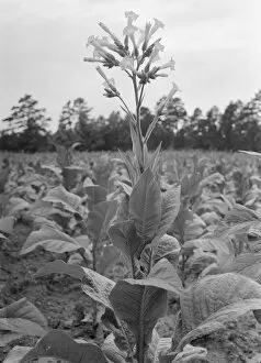 Tobacco Collection: Single tobacco flower, Soofly, Granville County, North Carolina, 1939. Creator: Dorothea Lange