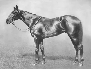 Stallion Prints: Sir Archibald, 1911