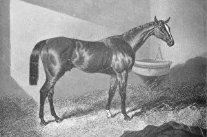 Oates Prints: Sir Tatton Sykes, 1842-1860, (1911)