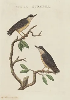 Sitta europea. Creator: Unknown
