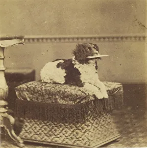 Stool Prints: Sitting Dog with a Bundle in its Mouth, late 19th century. Creator: Unknown