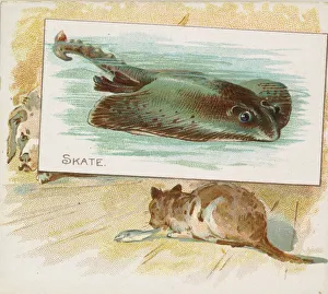 Skate Prints: Skate, from Fish from American Waters series (N39) for Allen & Ginter Cigarettes
