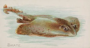 Skate Prints: Skate, from the Fish from American Waters series (N8) for Allen &amp