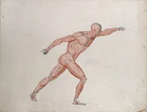 Salvage Prints: Skeletal and myologic structure of the Borghese Gladiator statue: the figure is... (1833?)