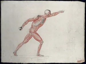 Salvage Prints: Skeletal and myologic structure of the Borghese Gladiator statue: the figure is... (1833?)