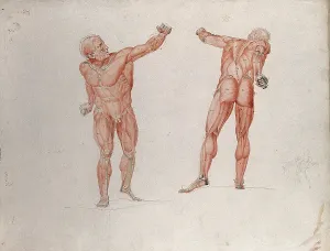 Salvage Prints: Skeletal and myologic structure of the Borghese Gladiator statue: two figures... (1833?)