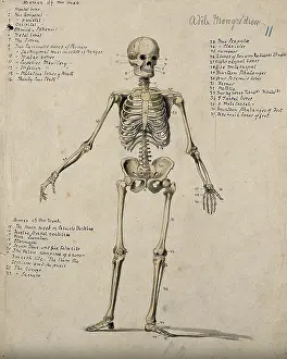 1880 Prints: A skeleton, 1880. Creator: Adele Mongredien