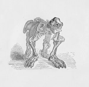Charles Darwin Collection: Skeleton of the Megatherium, c1885, (1890). Artist: Robert Taylor Pritchett