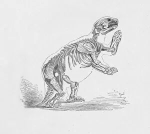 Captain Robert Fitzroy Gallery: Skeleton of the Mylodon Darwinii, c1885, (1890). Artist: Robert Taylor Pritchett