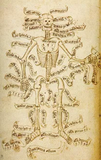 The skeleton and the names of the bones, 15th century. Creator: Anonymous