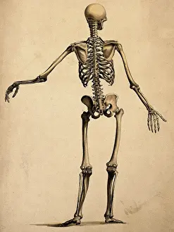 Expressive Prints: Skeleton, seen from behind, with left arm outstretched