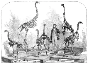 Skeletons Prints: Skeletons of the Dinornis in the Canterbury Museum, New Zealand, 1868. Creator: Unknown