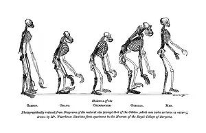 Darwin Prints: Skeletons of the Gibbon, Orang, Chimpanzee, Gorilla, Man, 1863. Creator: Unknown