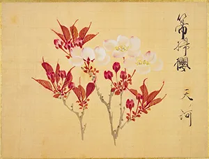 Cherry Prints: From the Sketch Book of Sakura (Cherry Blossoms)