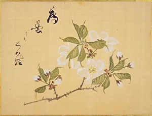 From the Sketch Book of Sakura (Cherry Blossoms), Between 1830 and 1853. Creator: Sakamoto, Konen (1800-1853)